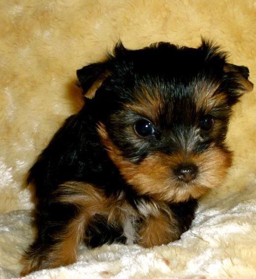 vand yorkshire terrier - Pret | Preturi vand yorkshire terrier