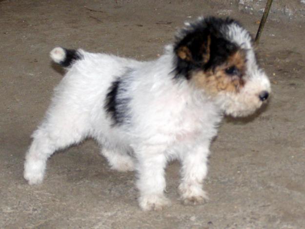 Fox terrier cu par sarmos - Pret | Preturi Fox terrier cu par sarmos