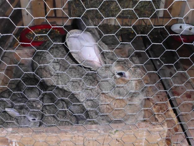 iepuri belgieni urias de vanzare - Pret | Preturi iepuri belgieni urias de vanzare