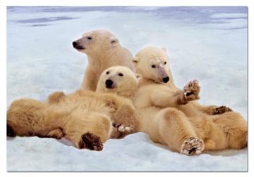 PUZZLE EDUCA 500 POLAR BEARS - Pret | Preturi PUZZLE EDUCA 500 POLAR BEARS