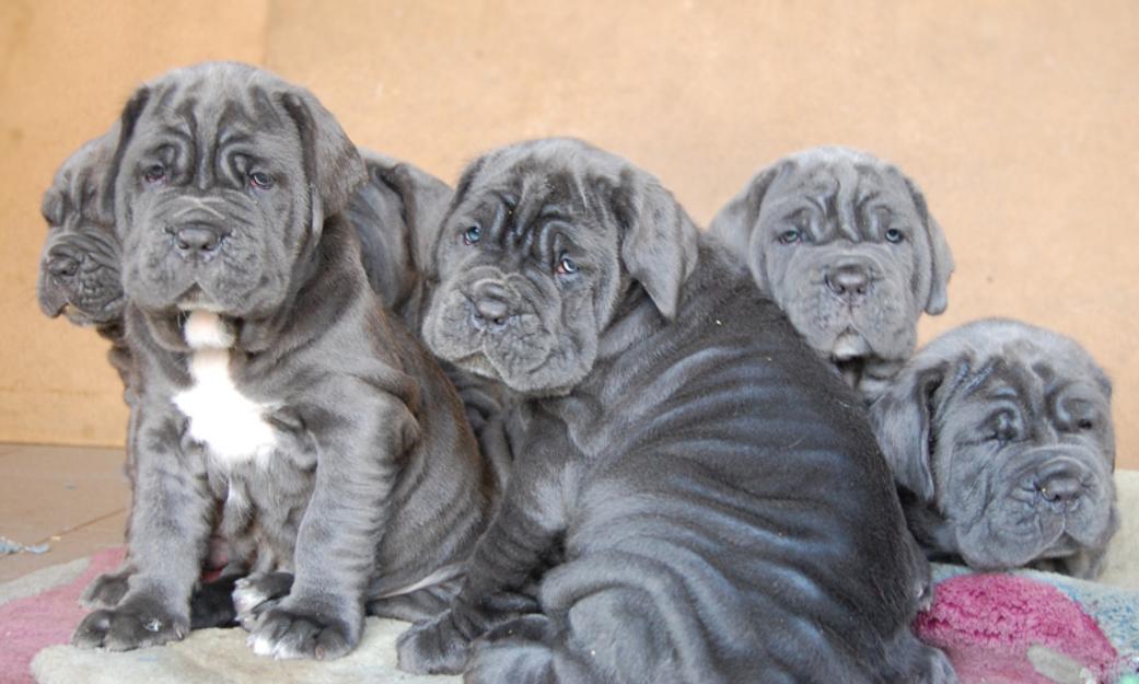 Mastino Napoletano - Pret | Preturi Mastino Napoletano