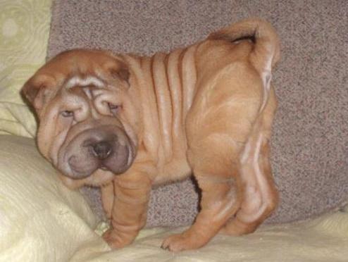 De vanzare catei din rasa Sharpei - Pret | Preturi De vanzare catei din rasa Sharpei