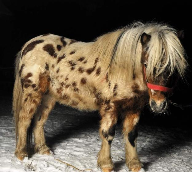 Vand ponei rasa Shetland si Appaloosa - Pret | Preturi Vand ponei rasa Shetland si Appaloosa