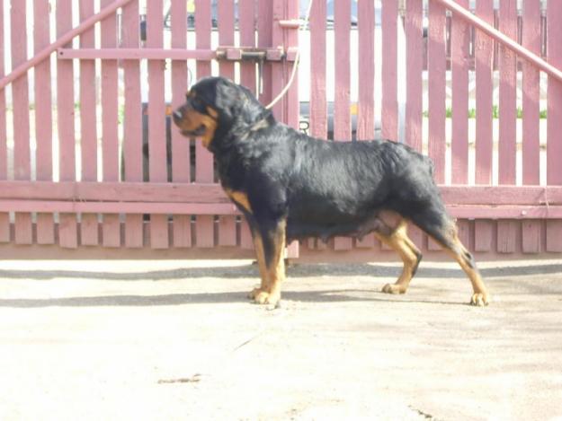 Rottweiler pui - Pret | Preturi Rottweiler pui