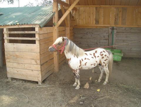 Vand ponei Shetland si Appaloosa - Pret | Preturi Vand ponei Shetland si Appaloosa