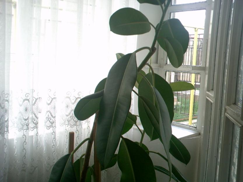 Vand ficus planta ornamentala de apartament sau gradina - Pret | Preturi Vand ficus planta ornamentala de apartament sau gradina