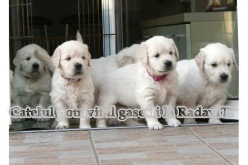 Vand GOLDEN RETRIEVER - Pret | Preturi Vand GOLDEN RETRIEVER