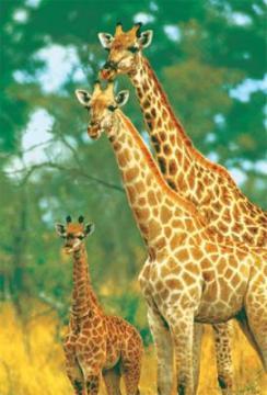 Puzzle Trefl 500 Girafe - Pret | Preturi Puzzle Trefl 500 Girafe