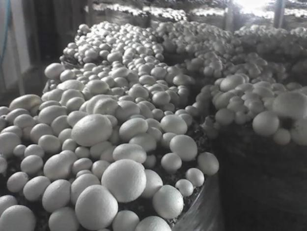 Vand ciuperci proaspete - Pret | Preturi Vand ciuperci proaspete