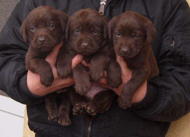 pui labrador ciocolatii cu pedigree - Pret | Preturi pui labrador ciocolatii cu pedigree