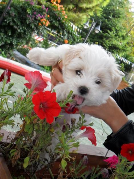 bichon maltez albi 700.ron. - Pret | Preturi bichon maltez albi 700.ron.