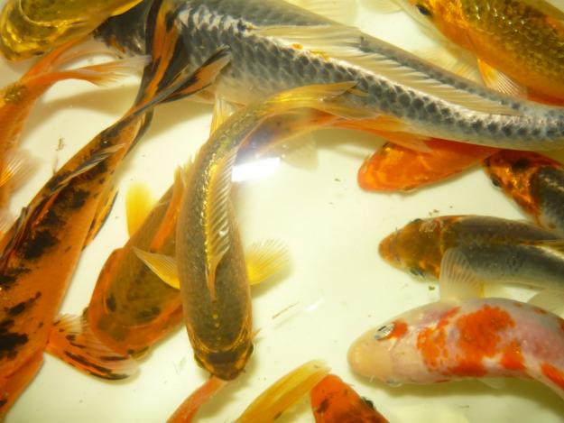 crap koi, aur, sturioni de vânzare!Breeder! - Pret | Preturi crap koi, aur, sturioni de vânzare!Breeder!