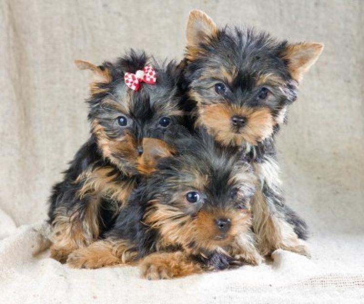 Yorkshire Terrier - Pret | Preturi Yorkshire Terrier