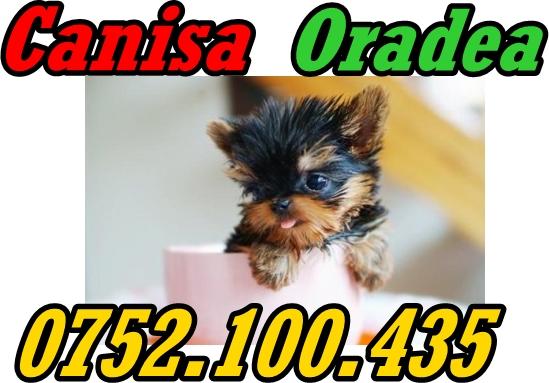 Vand catei rasa Yorkshire terrier TOY 0752100435 - Pret | Preturi Vand catei rasa Yorkshire terrier TOY 0752100435