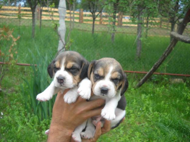 beagle tricolor de vanzare - Pret | Preturi beagle tricolor de vanzare