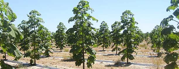 paulownia,plante si seminte garantate - Pret | Preturi paulownia,plante si seminte garantate