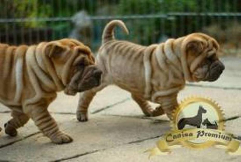 Puiuti de Shar-Pei - Pret | Preturi Puiuti de Shar-Pei