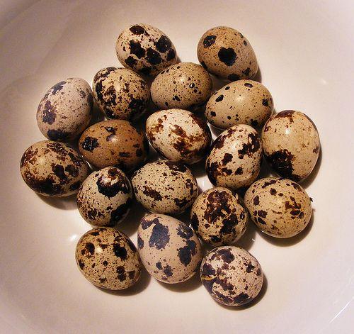 Vand oua de prepelita bio - Pret | Preturi Vand oua de prepelita bio