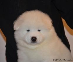 Pui samoyed disponibili - Pret | Preturi Pui samoyed disponibili