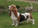 Basset Hound - Pret | Preturi Basset Hound