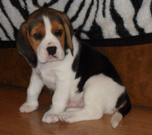 pui beagle cu pedigree - Pret | Preturi pui beagle cu pedigree