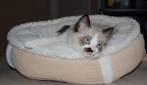 Vand pisicuta ragdoll - Pret | Preturi Vand pisicuta ragdoll