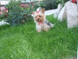 Vand catei rasa yorkshire terrier - Pret | Preturi Vand catei rasa yorkshire terrier