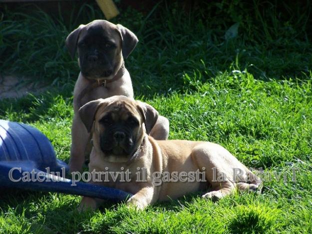 Bullmastiff de vanzare disponibili acum de Craciun - Pret | Preturi Bullmastiff de vanzare disponibili acum de Craciun