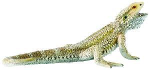 Bullyland - Dragon cu barba - Pret | Preturi Bullyland - Dragon cu barba