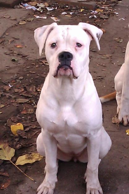 pui bulldog american - Pret | Preturi pui bulldog american
