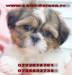 Shih Tzu Superbi - Pret | Preturi Shih Tzu Superbi