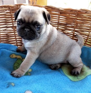 Mops de Vanzare masculi si femele - Pret | Preturi Mops de Vanzare masculi si femele