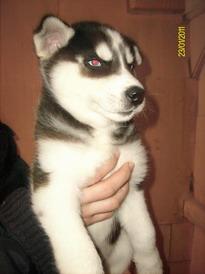 vand pui husky siberian - Pret | Preturi vand pui husky siberian