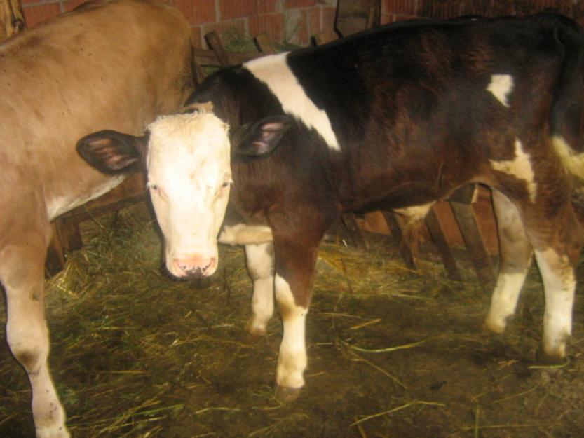 Vaca la alegere si un tauras - Pret | Preturi Vaca la alegere si un tauras