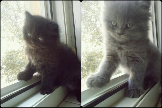  - Pret | Preturi 