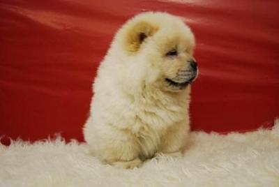 vand pui chow chow 2 luni - Pret | Preturi vand pui chow chow 2 luni