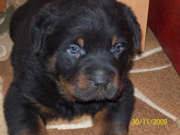 catelusii rottweiler - Pret | Preturi catelusii rottweiler