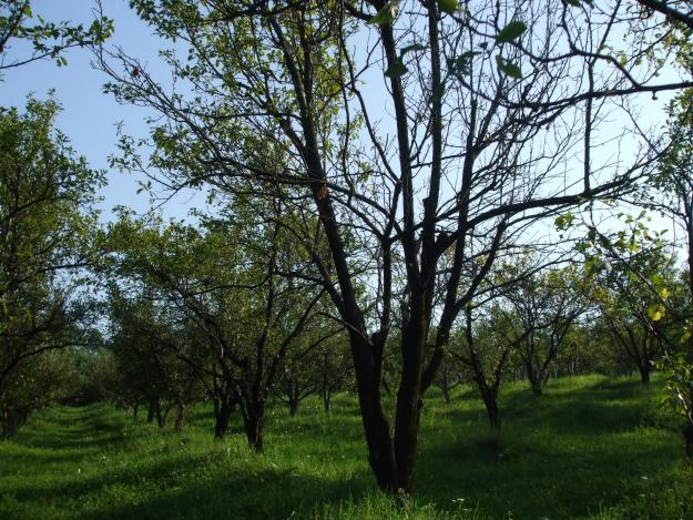 Teren - Serbanesti - Pret | Preturi Teren - Serbanesti