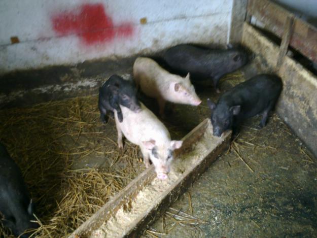 vand porci vietnamezi fara colesterol - Pret | Preturi vand porci vietnamezi fara colesterol