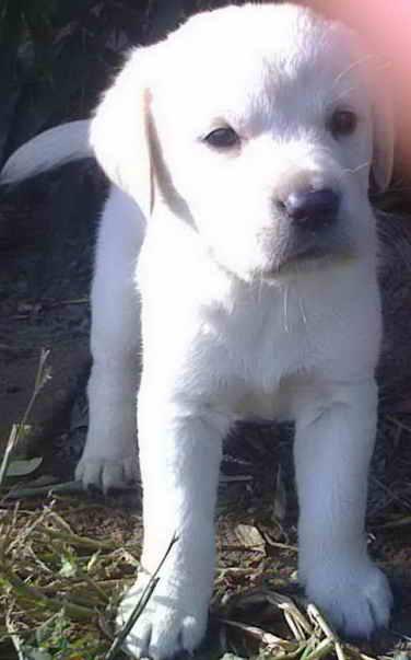 labrador retriver de vanzare - Pret | Preturi labrador retriver de vanzare
