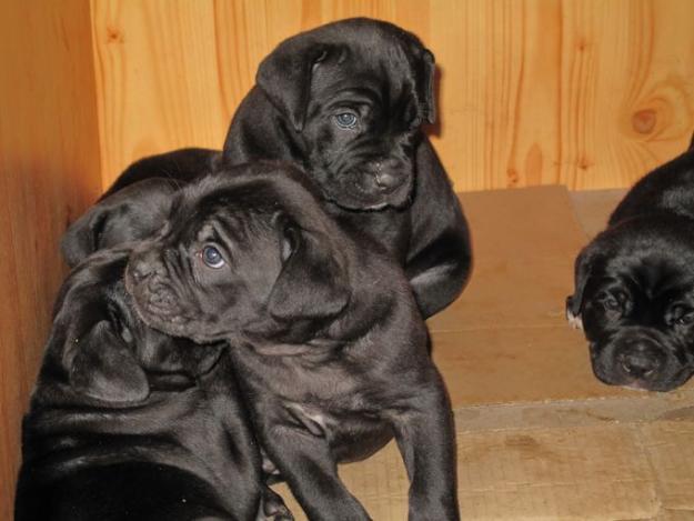 vand cane corso 190 euro rasa pura - Pret | Preturi vand cane corso 190 euro rasa pura