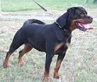 Rottweiler Cu Pedigree - Pret | Preturi Rottweiler Cu Pedigree