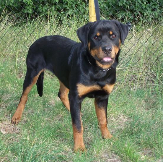 vand pui rottweiler cu pedigree - Pret | Preturi vand pui rottweiler cu pedigree