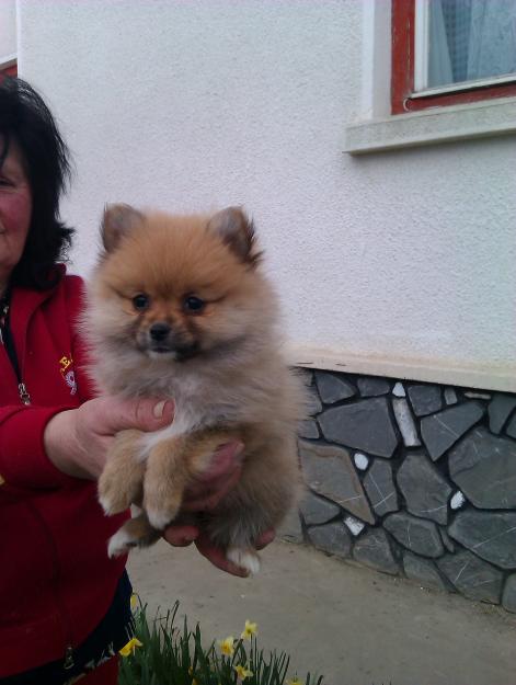 pui de pomeranian superbi - Pret | Preturi pui de pomeranian superbi