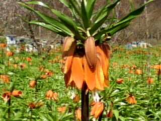 Vand bulbi de Fritilaria Imperialis (Floarea Pastelui),lalele, narcise - Pret | Preturi Vand bulbi de Fritilaria Imperialis (Floarea Pastelui),lalele, narcise