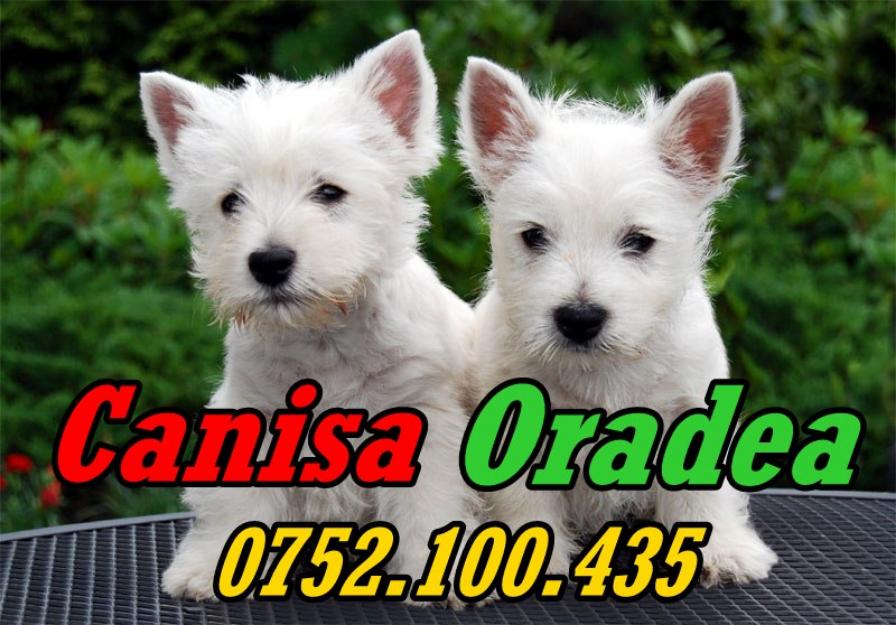 Vand catei rasa Westie 0752100435 - Pret | Preturi Vand catei rasa Westie 0752100435