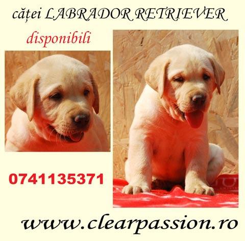 catelusi LABRADOR Retriever cu Pedigree disponibil - Pret | Preturi catelusi LABRADOR Retriever cu Pedigree disponibil