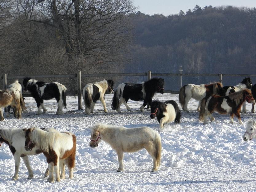 vand ponei brasov echitatie cismasu - Pret | Preturi vand ponei brasov echitatie cismasu