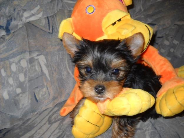 yorkshire terrier ,chow choe ,westie .de vanzare aiud - Pret | Preturi yorkshire terrier ,chow choe ,westie .de vanzare aiud