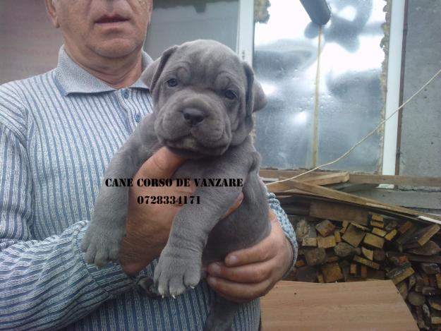 vand cane corso pui - Pret | Preturi vand cane corso pui